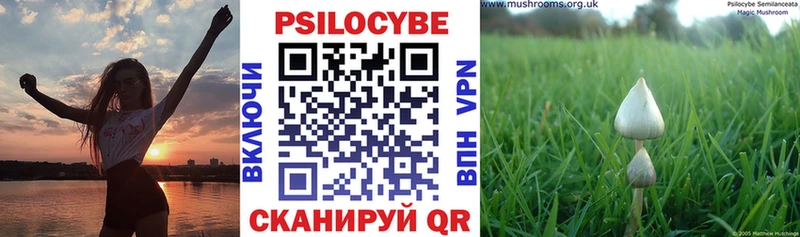 Псилоцибиновые грибы GOLDEN TEACHER  как найти наркотики  Курчалой 